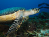 Hotel Cozumel Feb 7th - 14th 2026